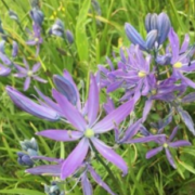 Camas Flower